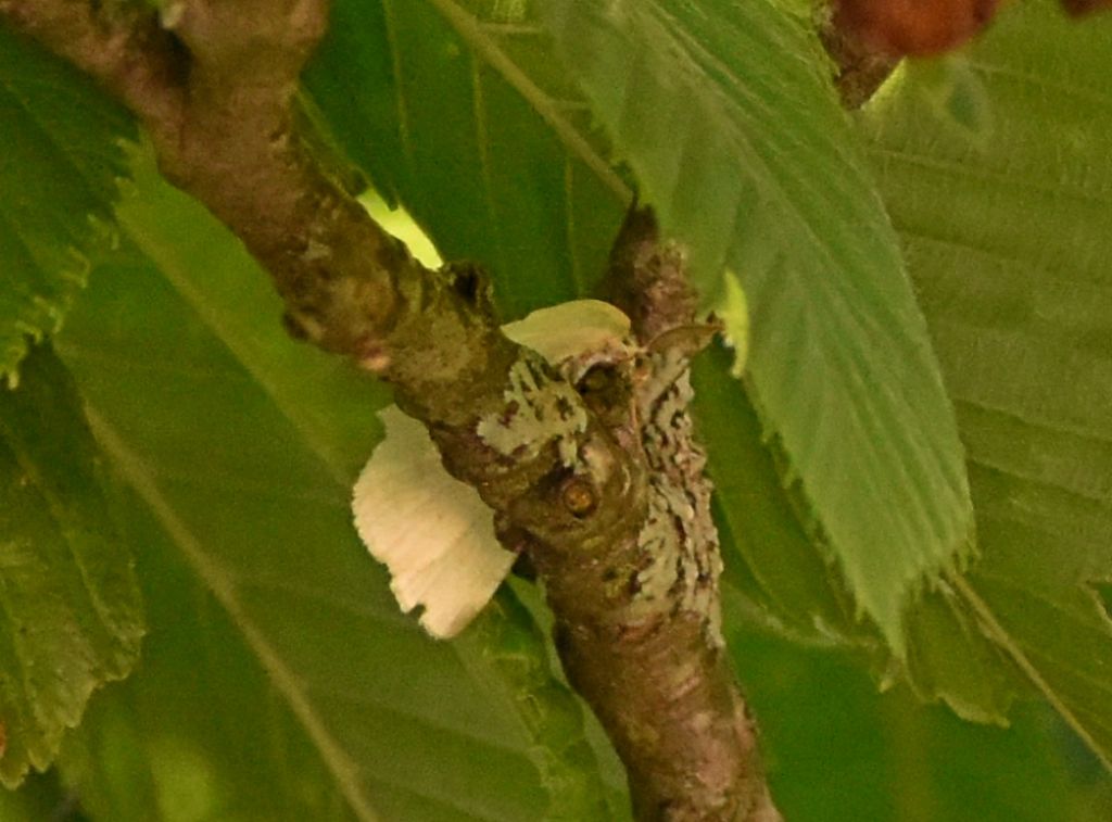 Falena da identificare 5